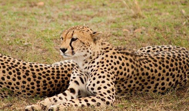 Image number 2 for 2 Days Tanzania Luxury Safari