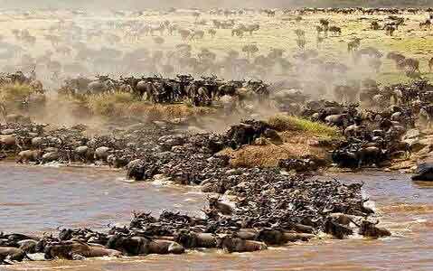 Image number 3 for  Serengeti & Lake Manyara   