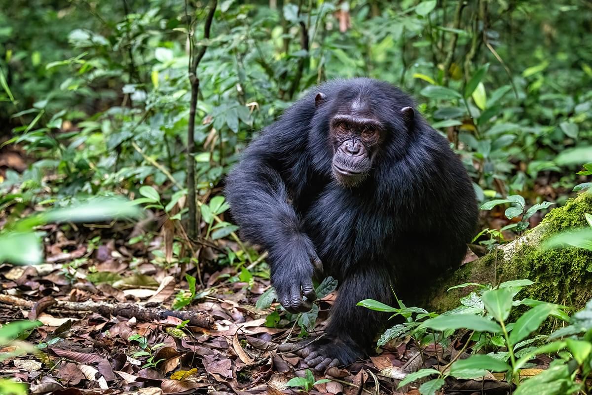 Image number 2 for Wonderfully Chimpanzee Trekking