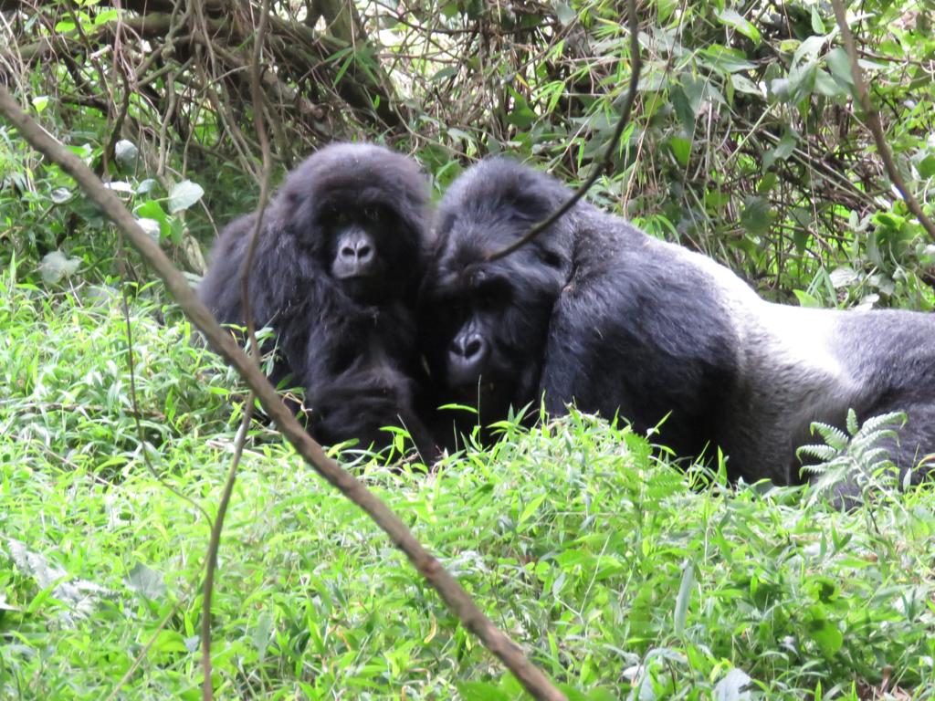 Image number 15 for  Gorilla Trekking Tour Of Bwindi Forest 