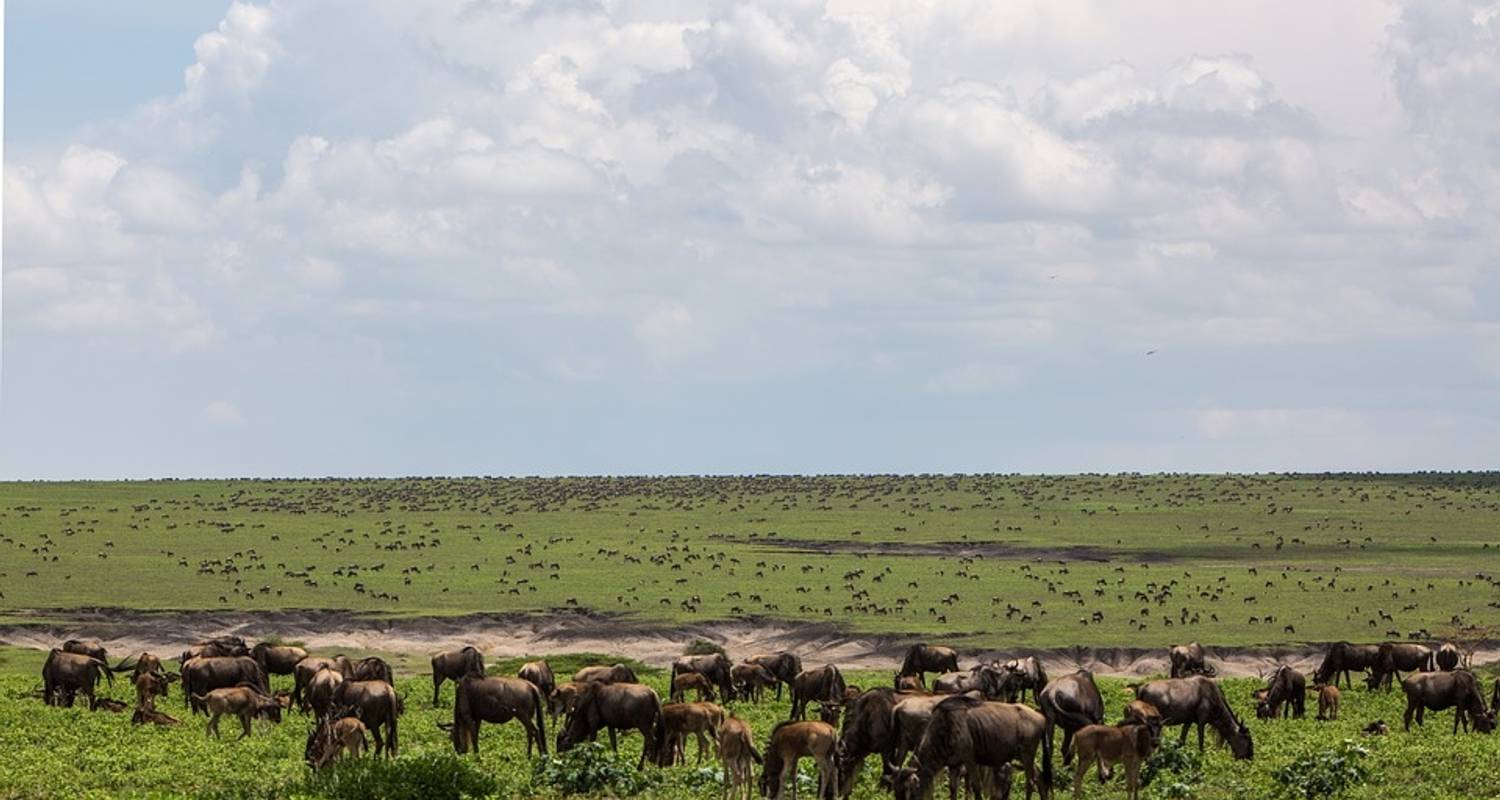 Image number 5 for Big Five Luxury Safari In Tanzania