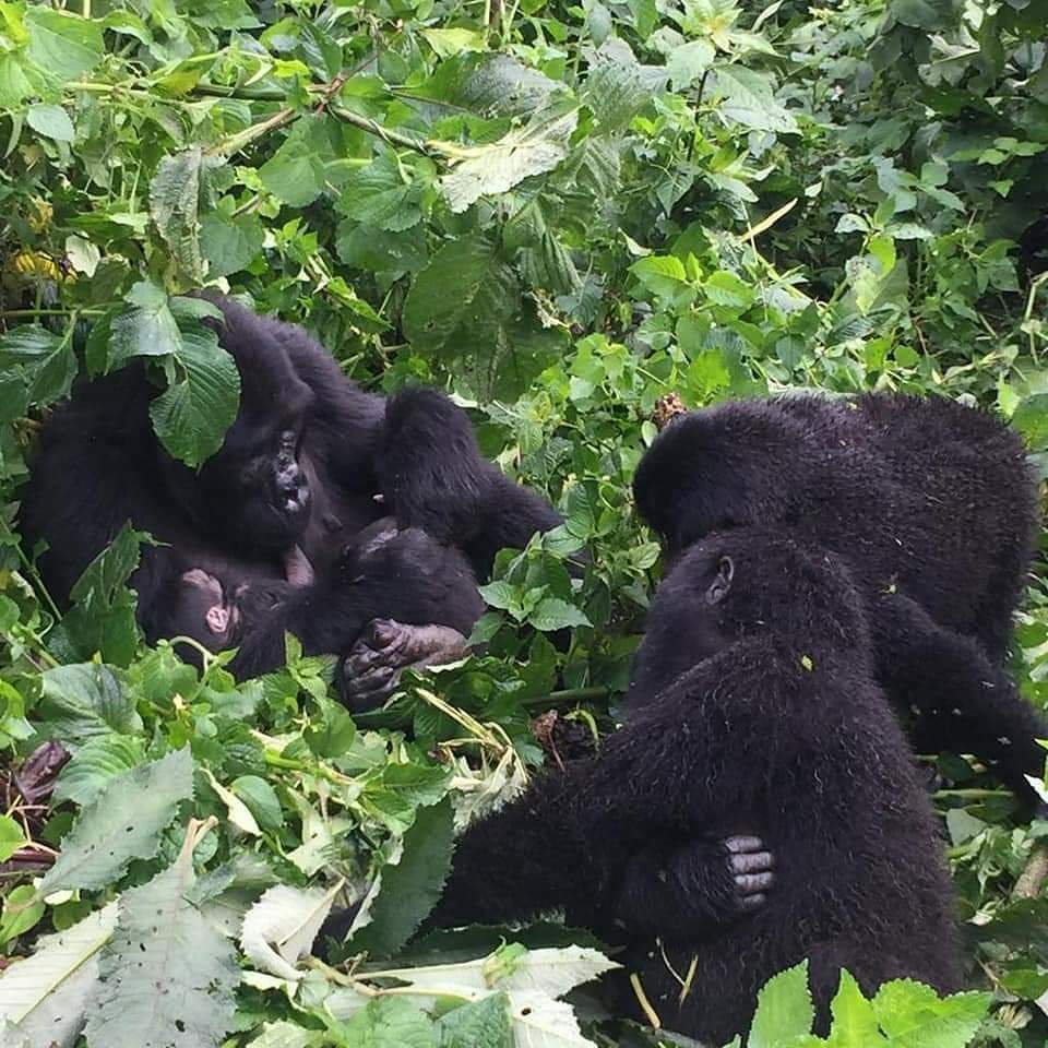 Image number 16 for  Gorilla Trekking Tour Of Bwindi Forest 
