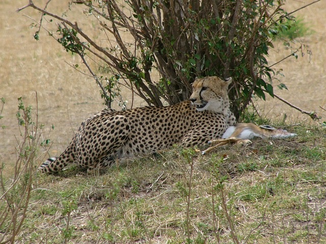 Image number 3 for 3 Days Tanzania Budget Safari