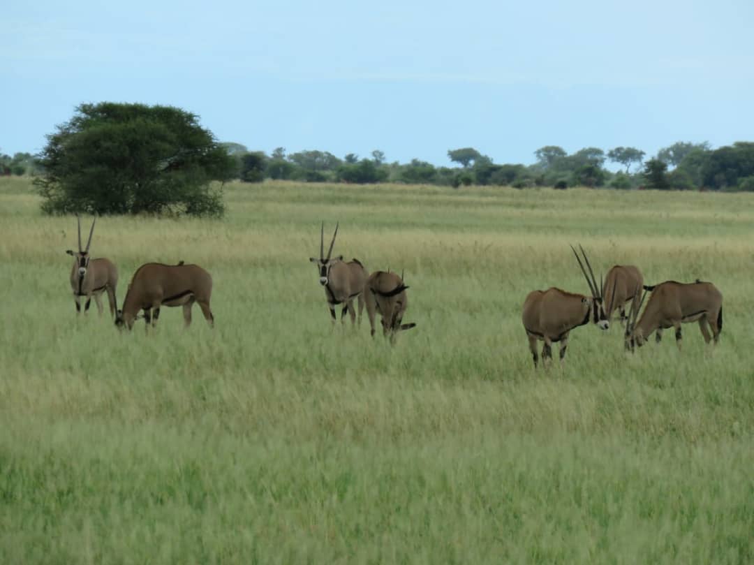 Image number 3 for 3 Days Short Lodge Safari.