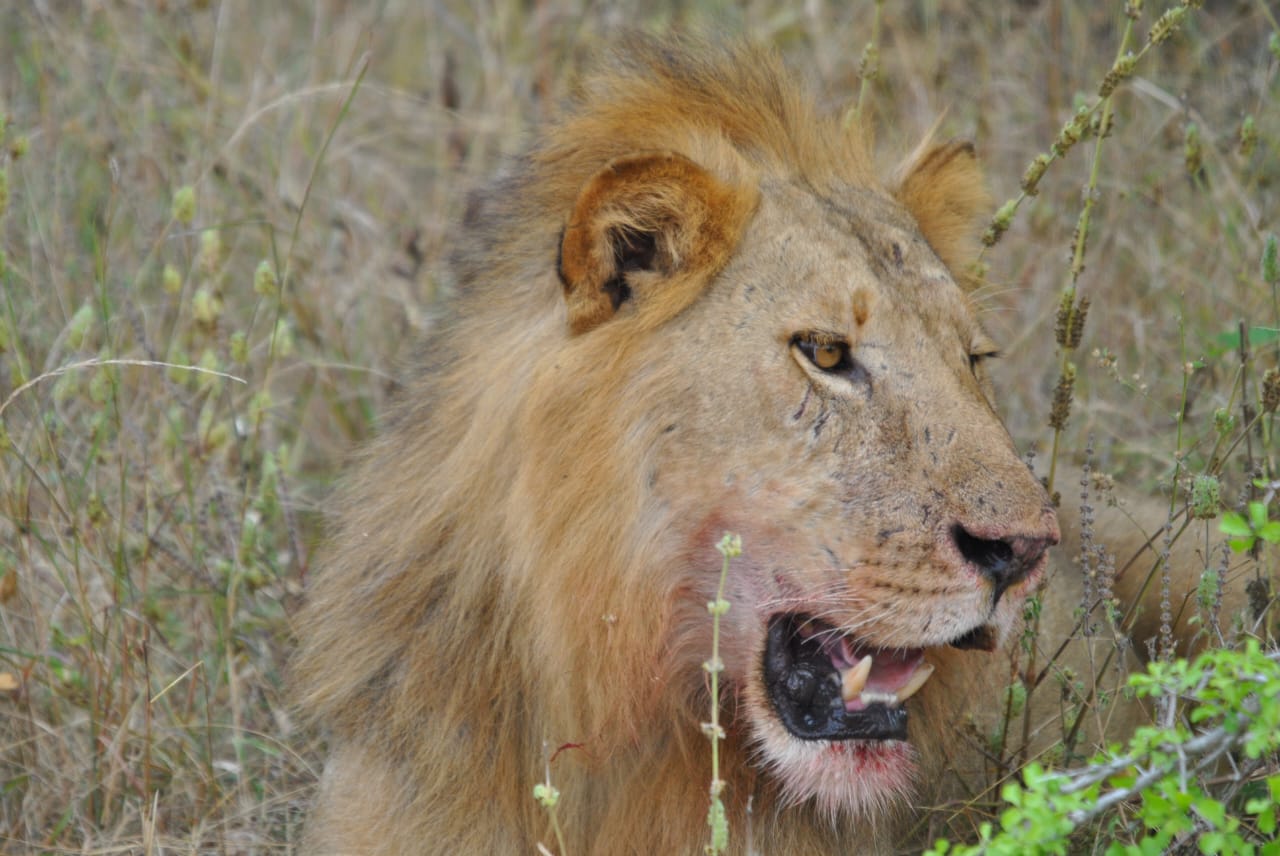 Image number 3 for Game View Nyerere National Park & Boat 