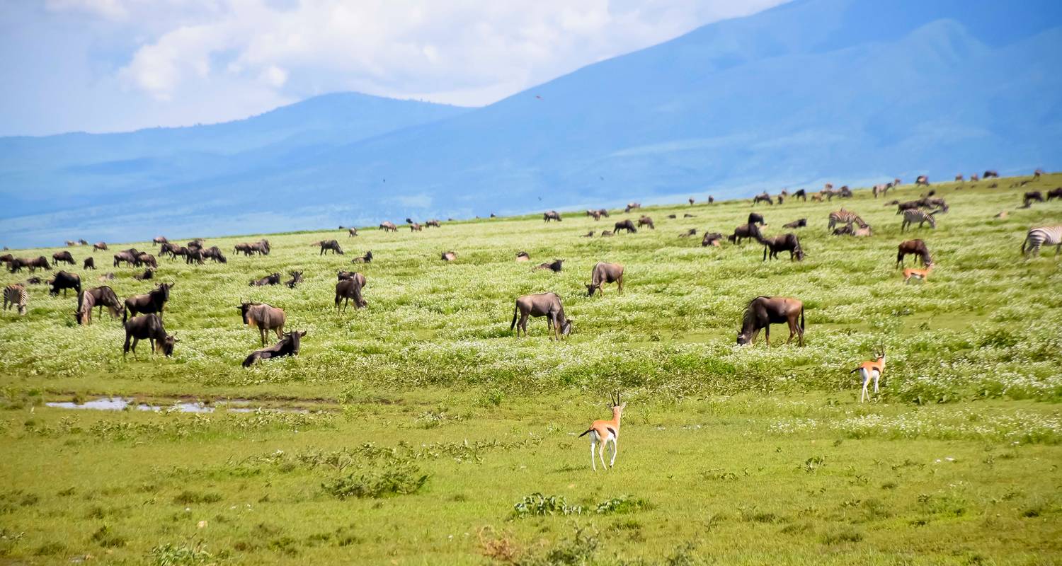 Image number 6 for Big Five Luxury Safari In Tanzania