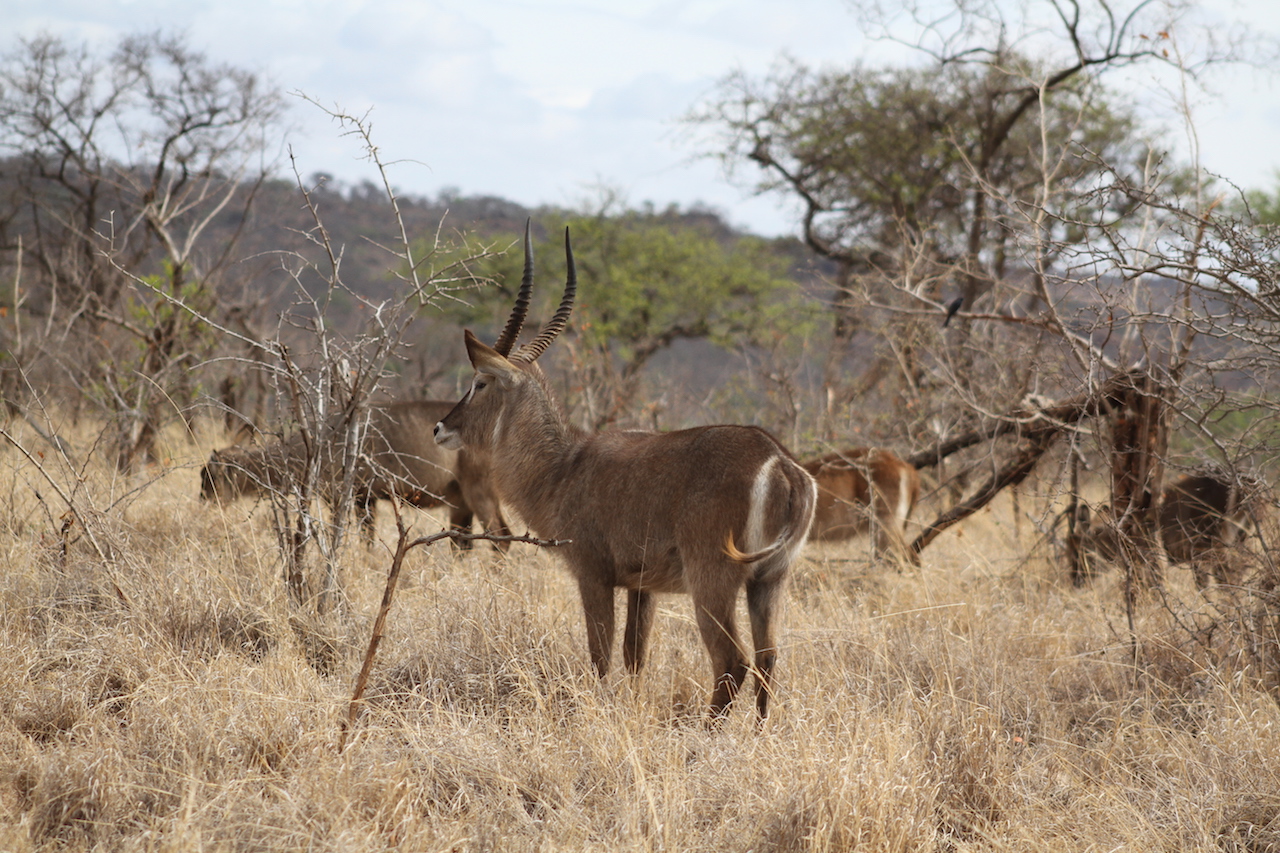 Image number 1 for 3 Days Tanzania Camping Safari Arusha