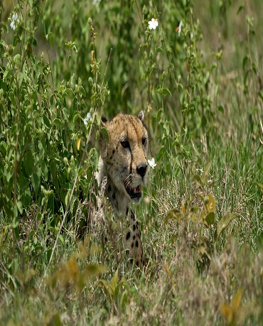 Image number 5 for 5 Days Serengeti Migration Tour