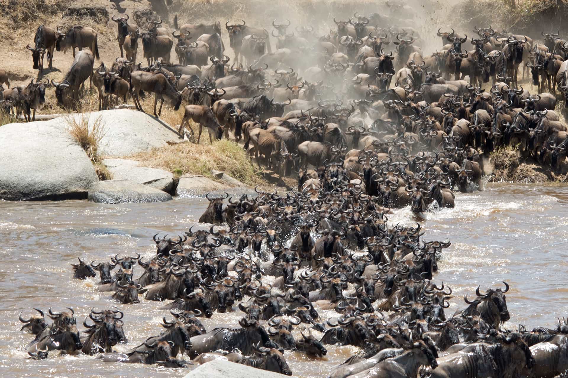 Image number 1 for Tanzania Big Five Safari