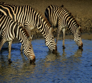 Image number 4 for Tanzania 3 Days Safari 