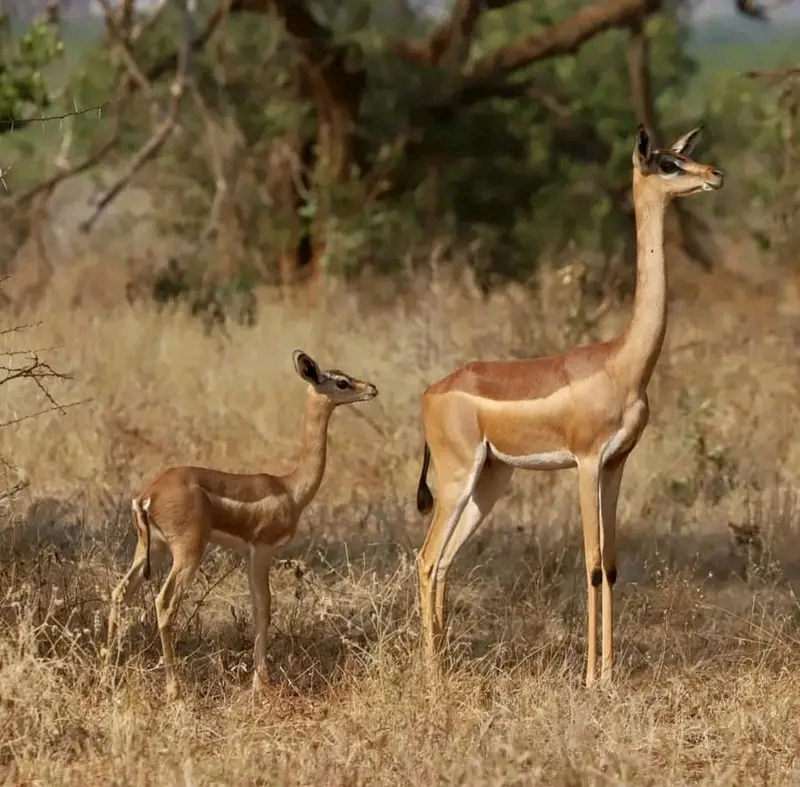 Image number 1 for Day Trip To Mkomazi National Park 