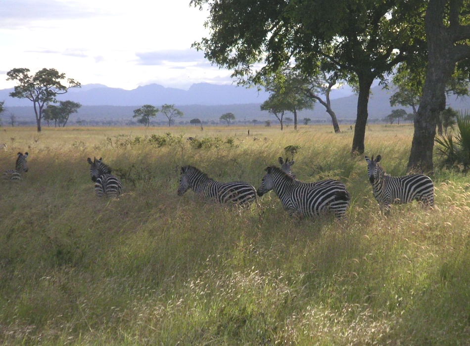 Image number 2 for 5 Days Ruaha National Park