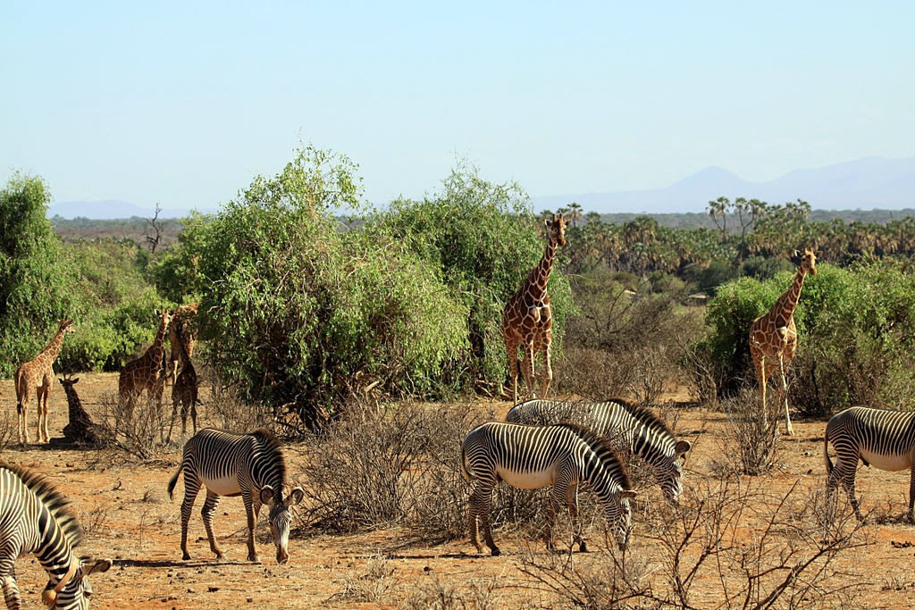 Image number 6 for Discover Tsavo: A 3-day Private Safari Experience