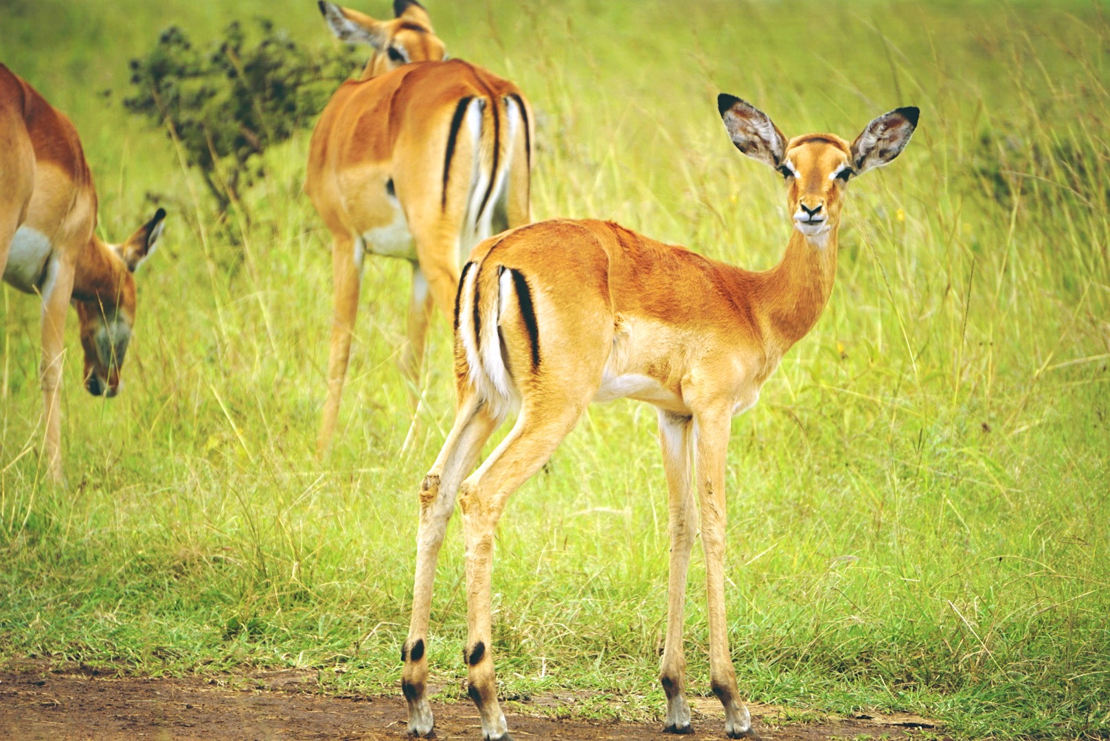 Image number 1 for 3 Days Tanzania  Northern Safari