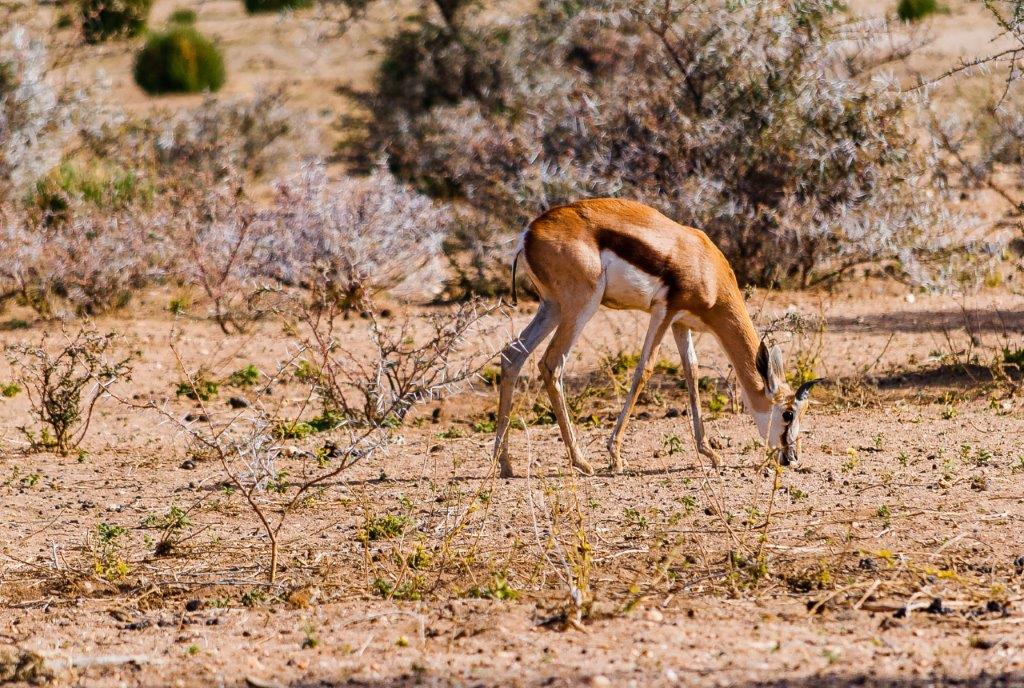 Image number 1 for 5 Days Tanzania Sharing Safari