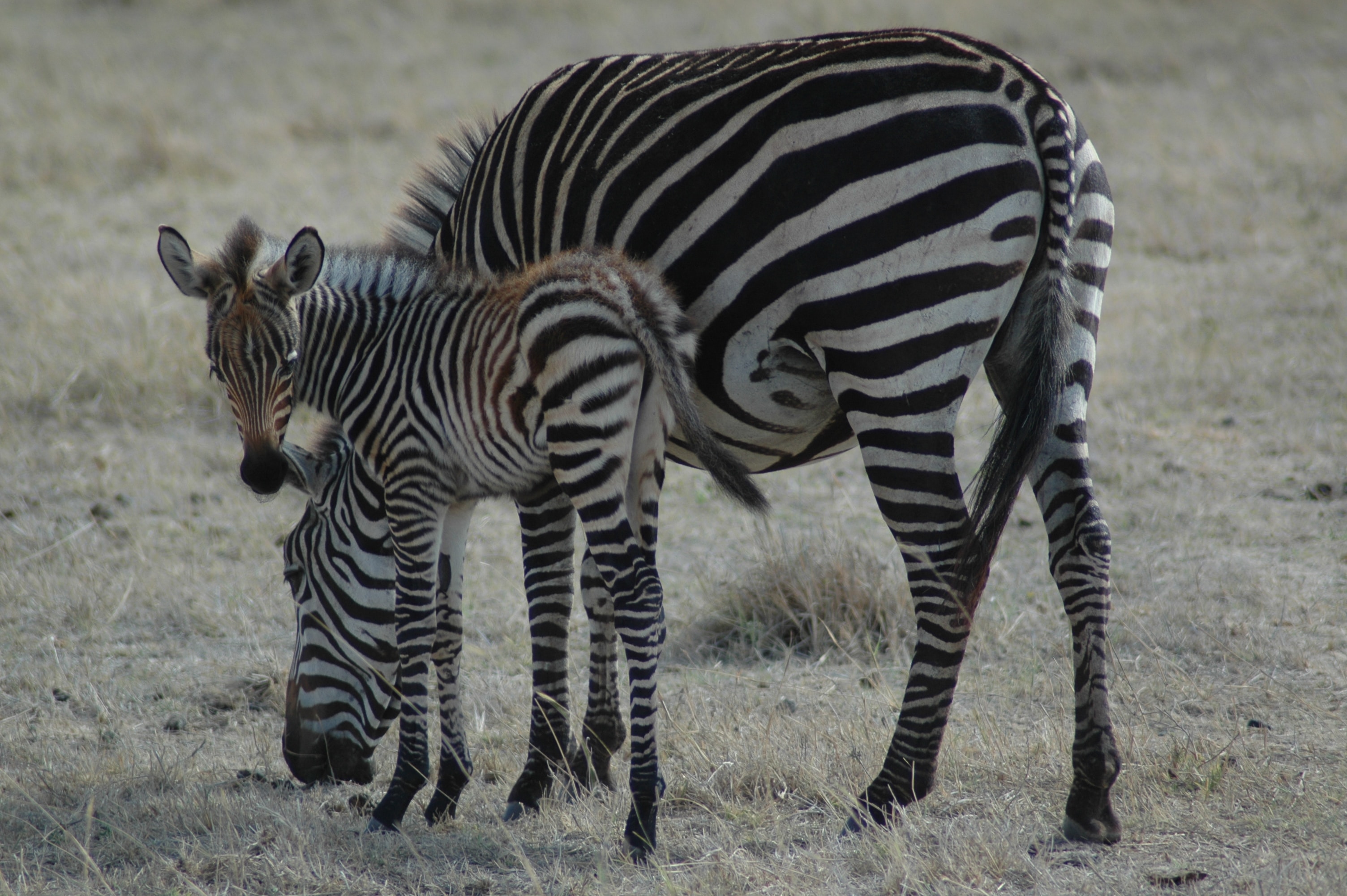 Image number 1 for 4 Days Tanzania Camping (budget) Safari 