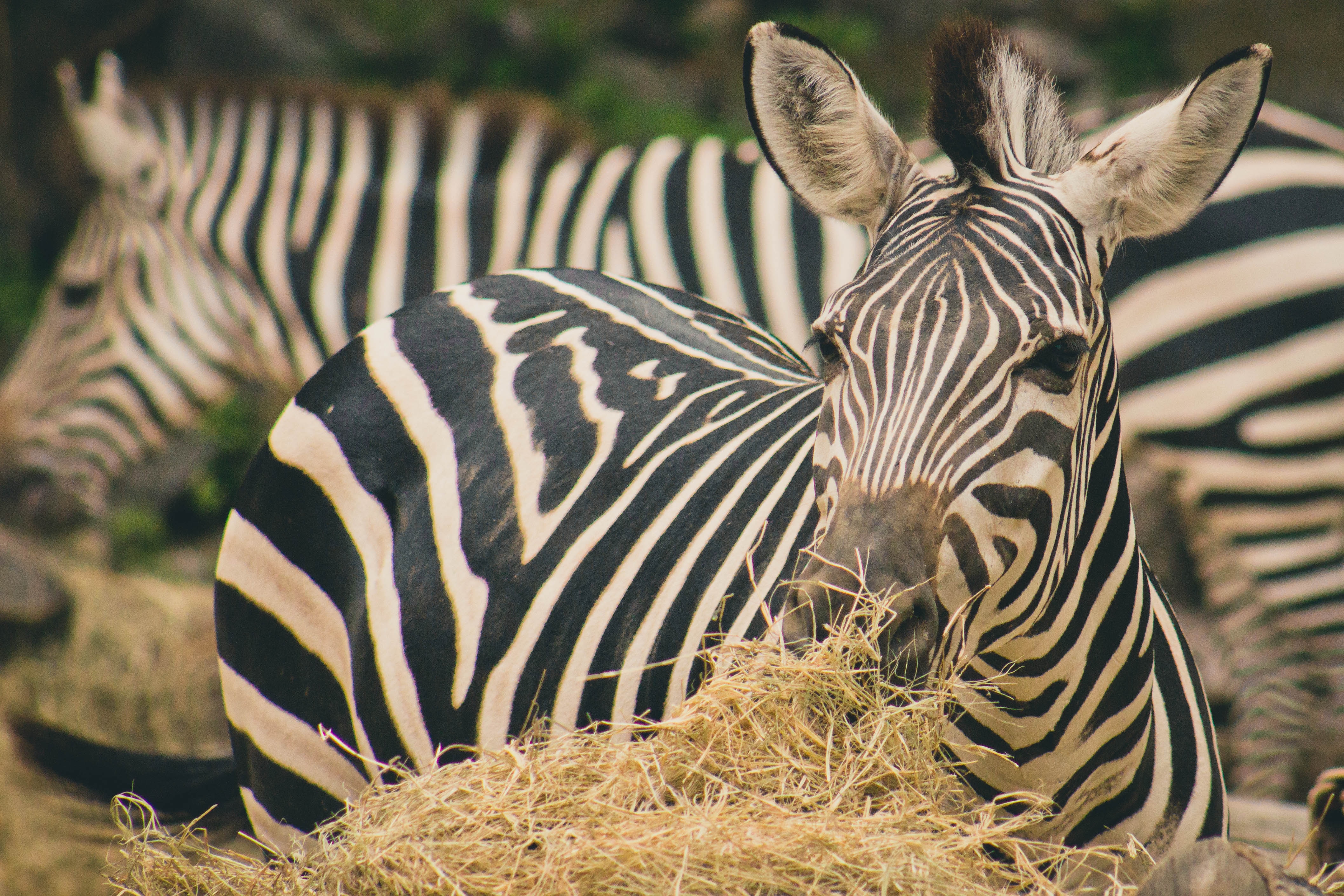 Image number 3 for  5 Days Serengeti Migration 