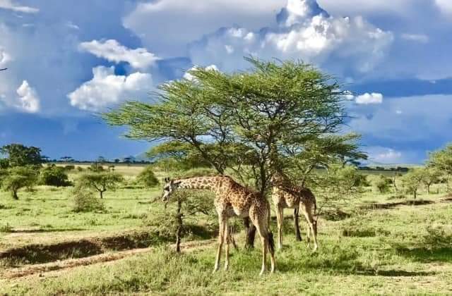 Image number 5 for Six Days Ultimate Tanzania Safari