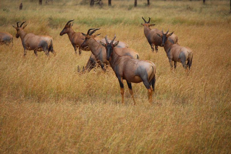 Image number 5 for  6 Days Tanzania Safari