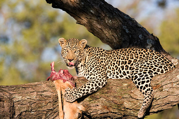 Image number 3 for 7 Days Ultimate Northern Tanzania Wildlife Safari.