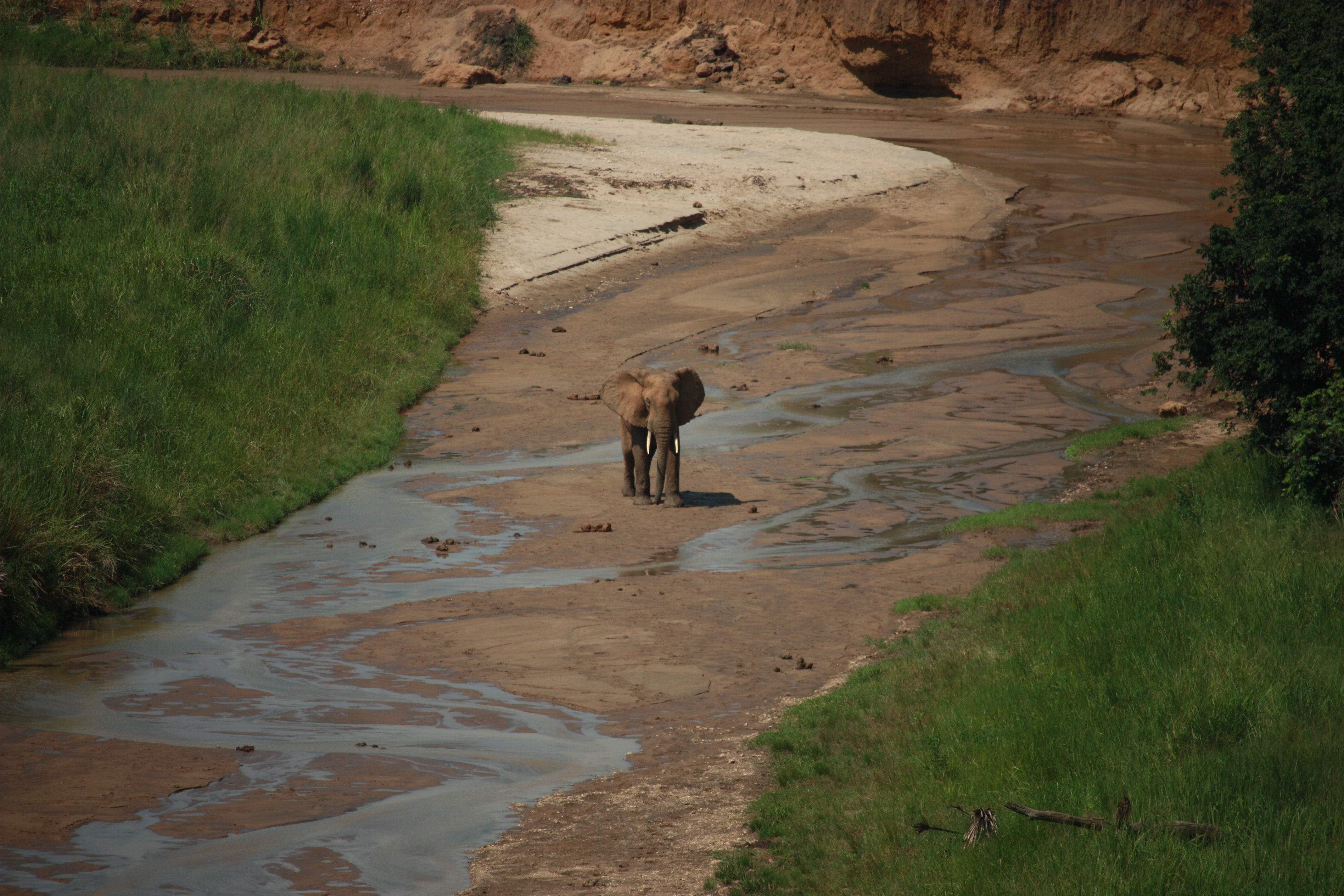 Image number 1 for 4 Days Serengeti Wildlife Safari