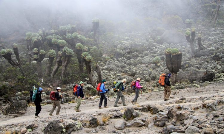 Image number 1 for Kilimanjaro Trek Lemosho Route 7day Trek 9day Tour