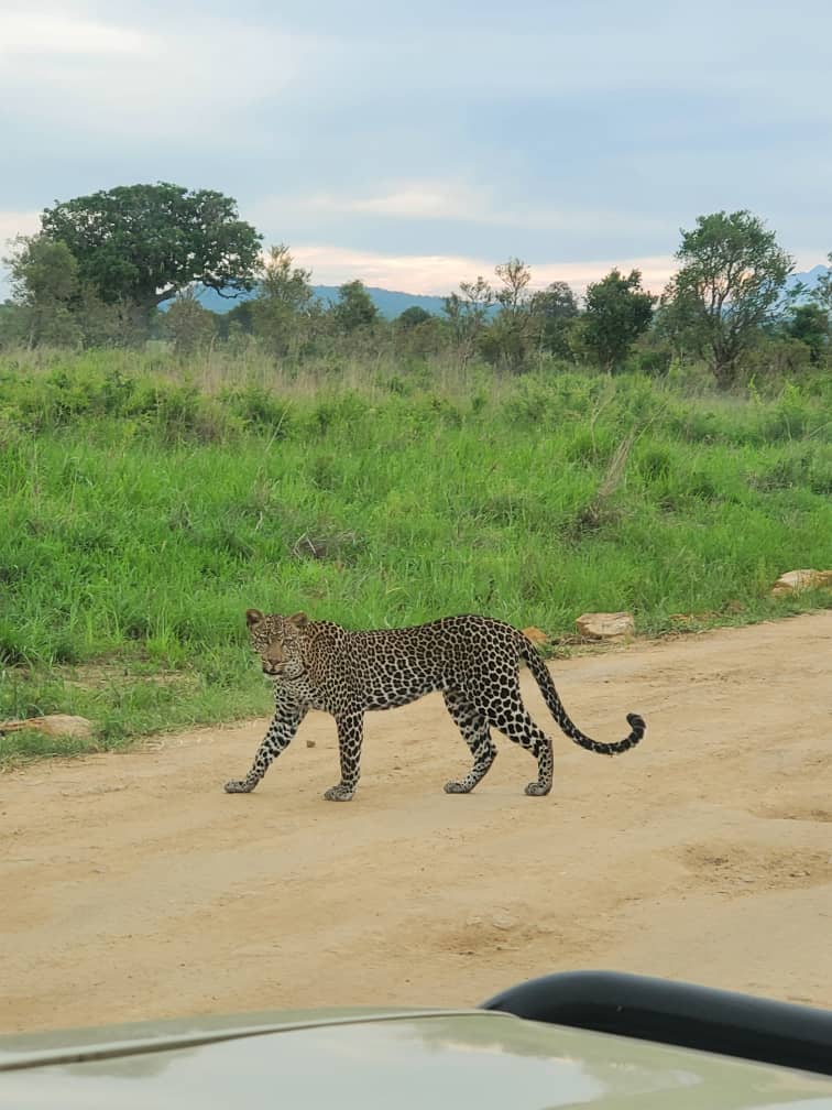 Image number 3 for Safari To Mikumi National Park