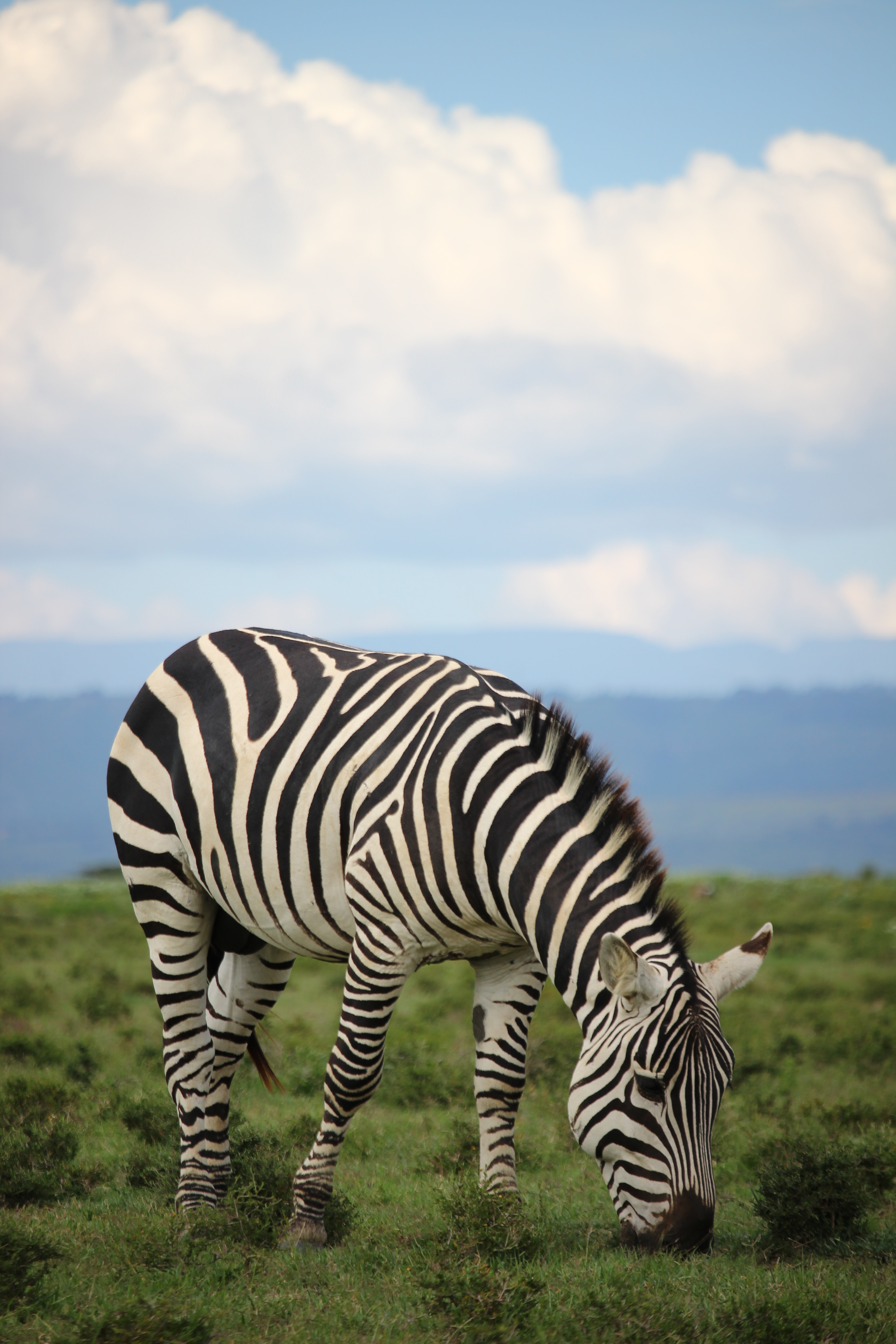 Image number 1 for 4 Days Calving Serengeti Migration 