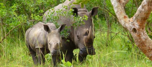 Image number 2 for Ziwa Rhino Tracking