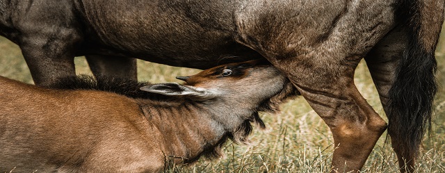 Image number 1 for 4 Days Of Great Tanzania Migration