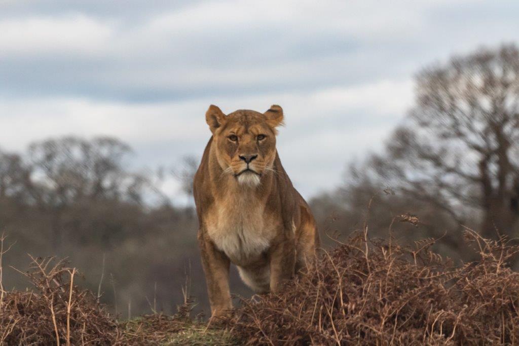 Image number 2 for 1 Day Tanzania Sharing Safari