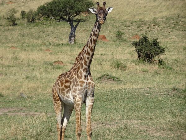 Image number 1 for Mikumi National Park - Game Drive