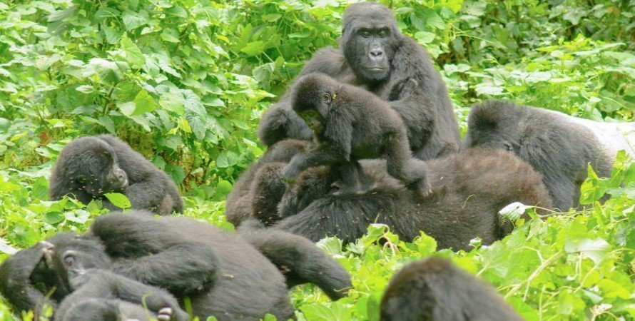 Image number 3 for 4 Days Uganda Gorillas Trekking