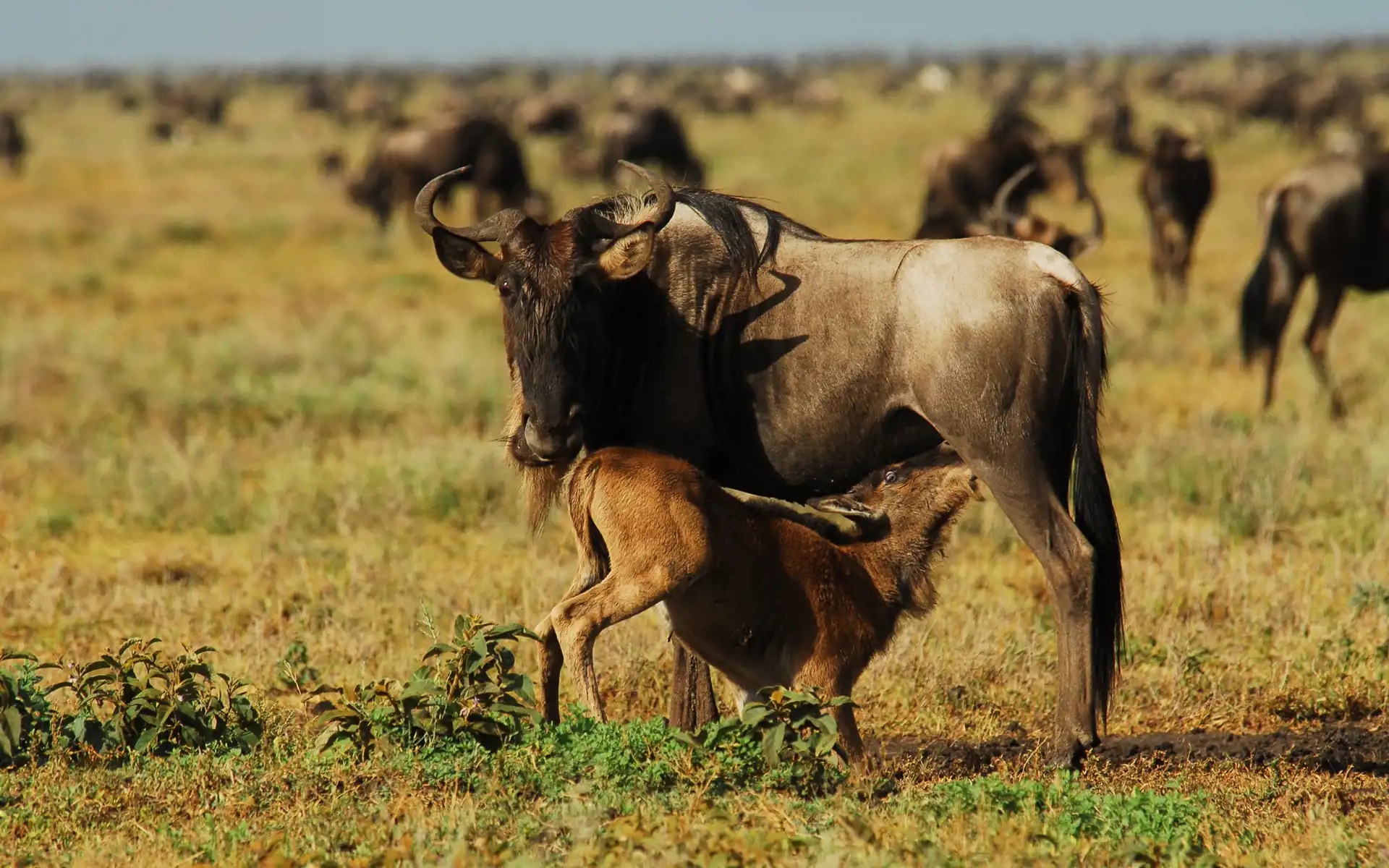 Image number 6 for 7-day Migration Safari. Calving Season Experience