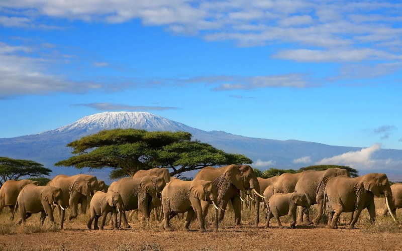 Image number 4 for Quick Amboseli Escape: A 2-day Safari Adventure