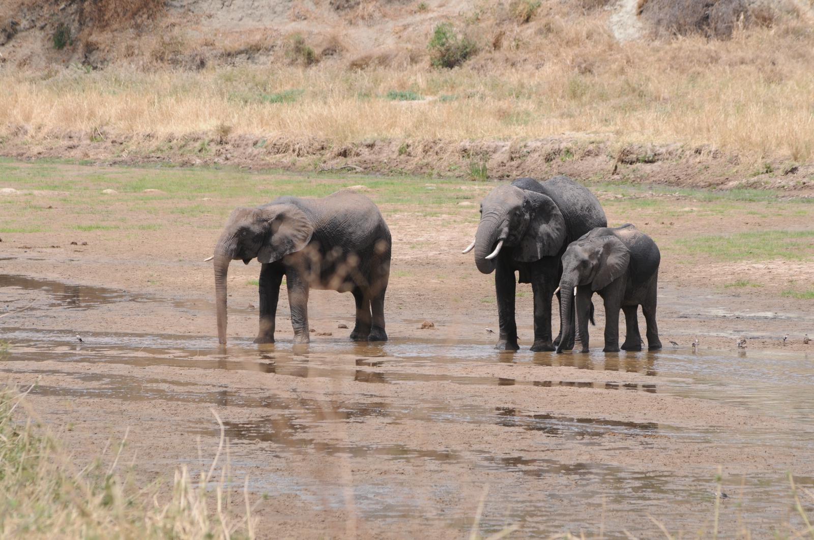 Image number 8 for Classic Serengeti Adventure