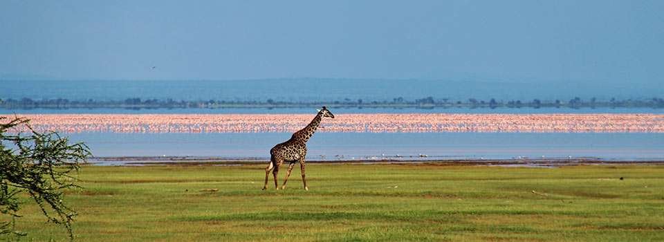 Image number 1 for 2 Days Safari Tour