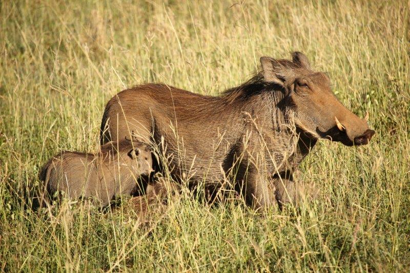 Image number 1 for 2 Day Tanzania Private Safari