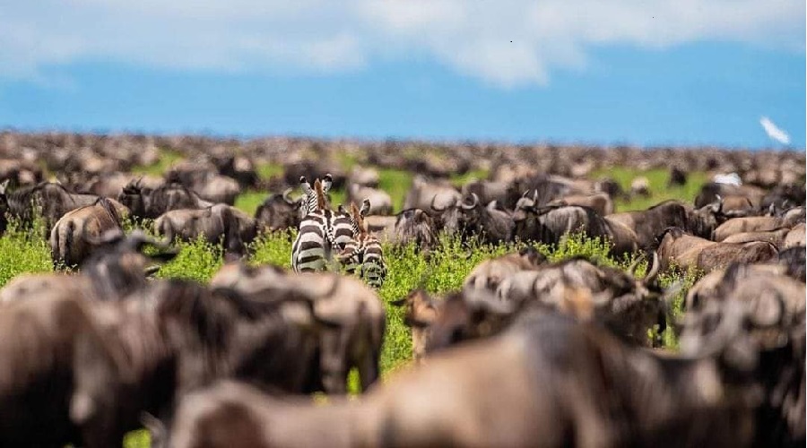 Image number 2 for 3-day Serengeti And Ngorongoro Safari