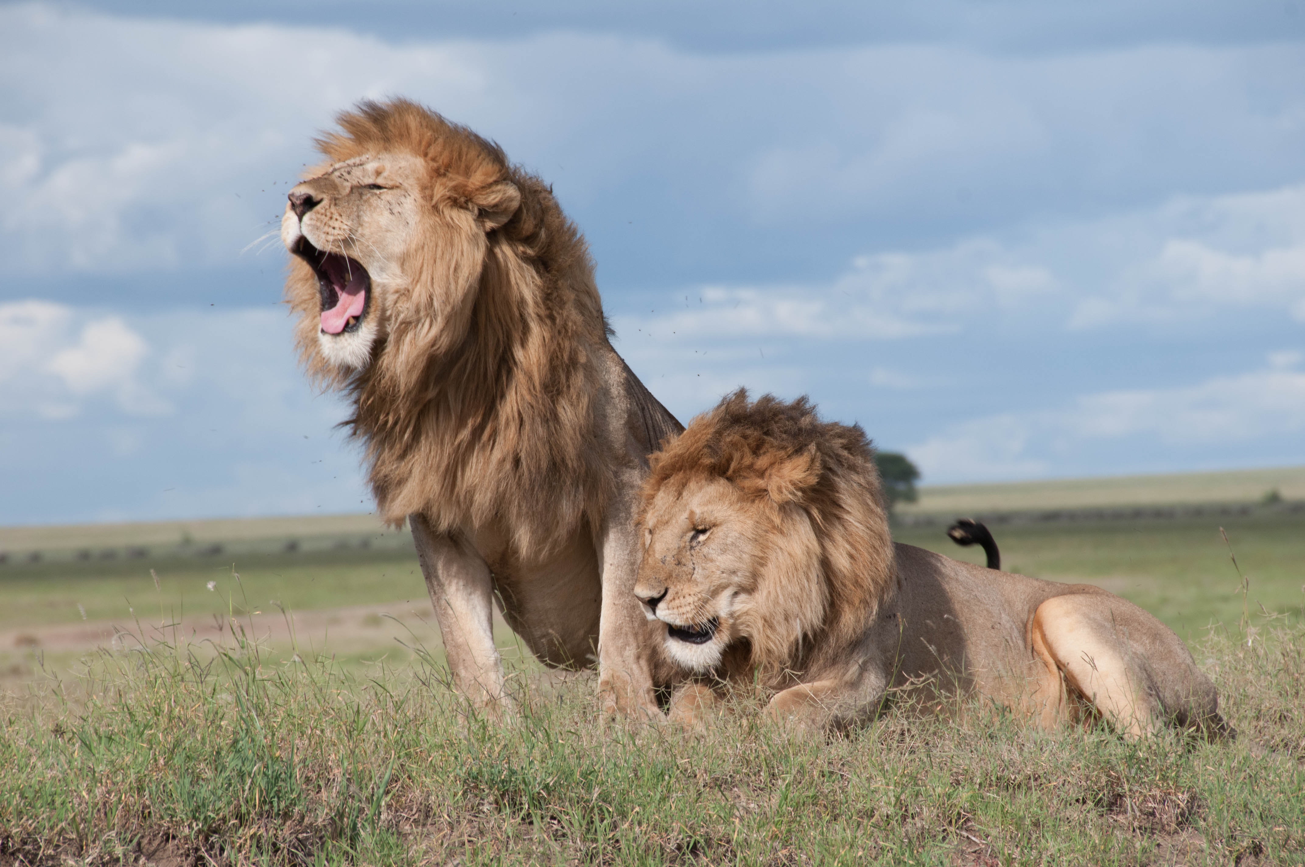 Image number 2 for 5 Days Serengeti  Migration Tour