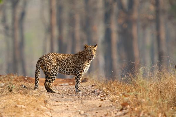 Image number 2 for Majestic Kenya 6 Days In Samburu, Nakuru & Masai 