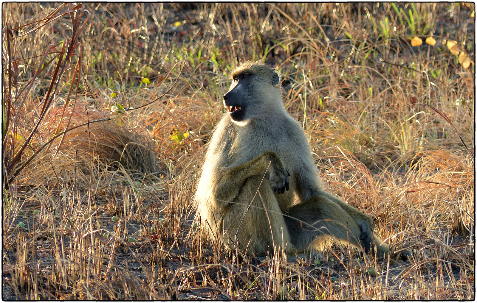 Image number 1 for 2 Days Tanzania Mid Range Lodge Safari