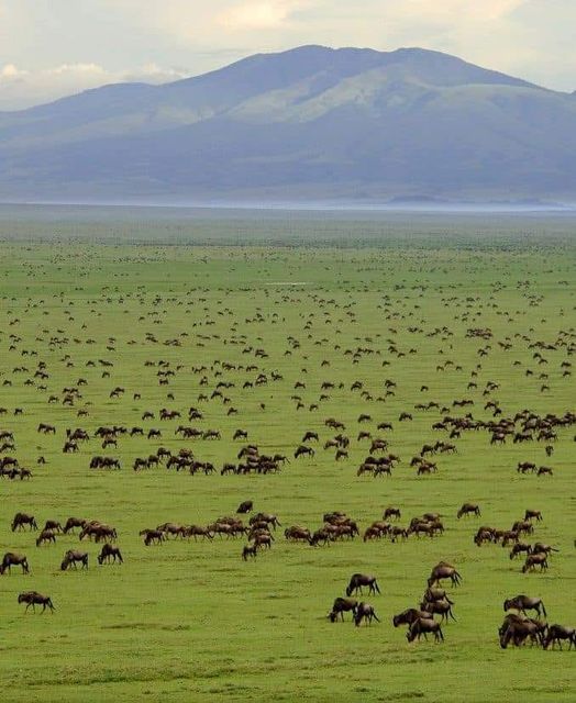 Image number 9 for Experience The Thrill Of The Great Migration