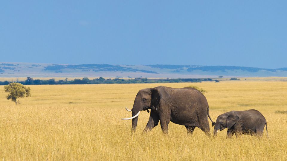 Image number 6 for Wild Kenya:ol Pejeta,nakuru & Masai Mara In 6 Days