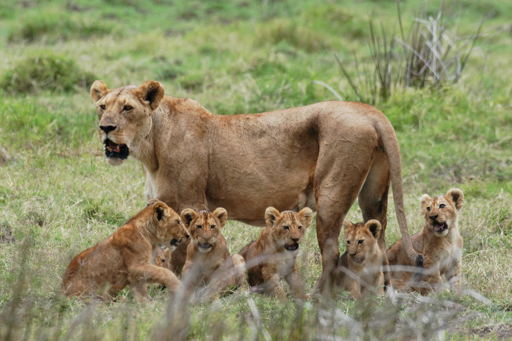 Image number 1 for Day Trip To Mikumi National Park