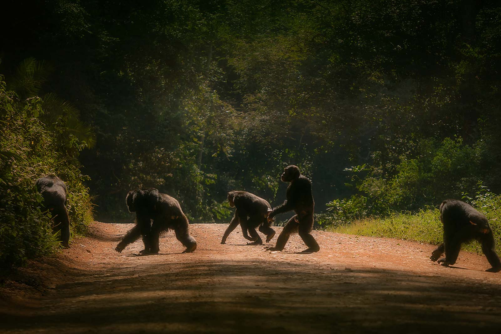 Image number 2 for 4 Days Uganda Gorillas Trekking