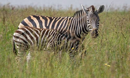 Image number 1 for Best 4 Days Tanzania Safari