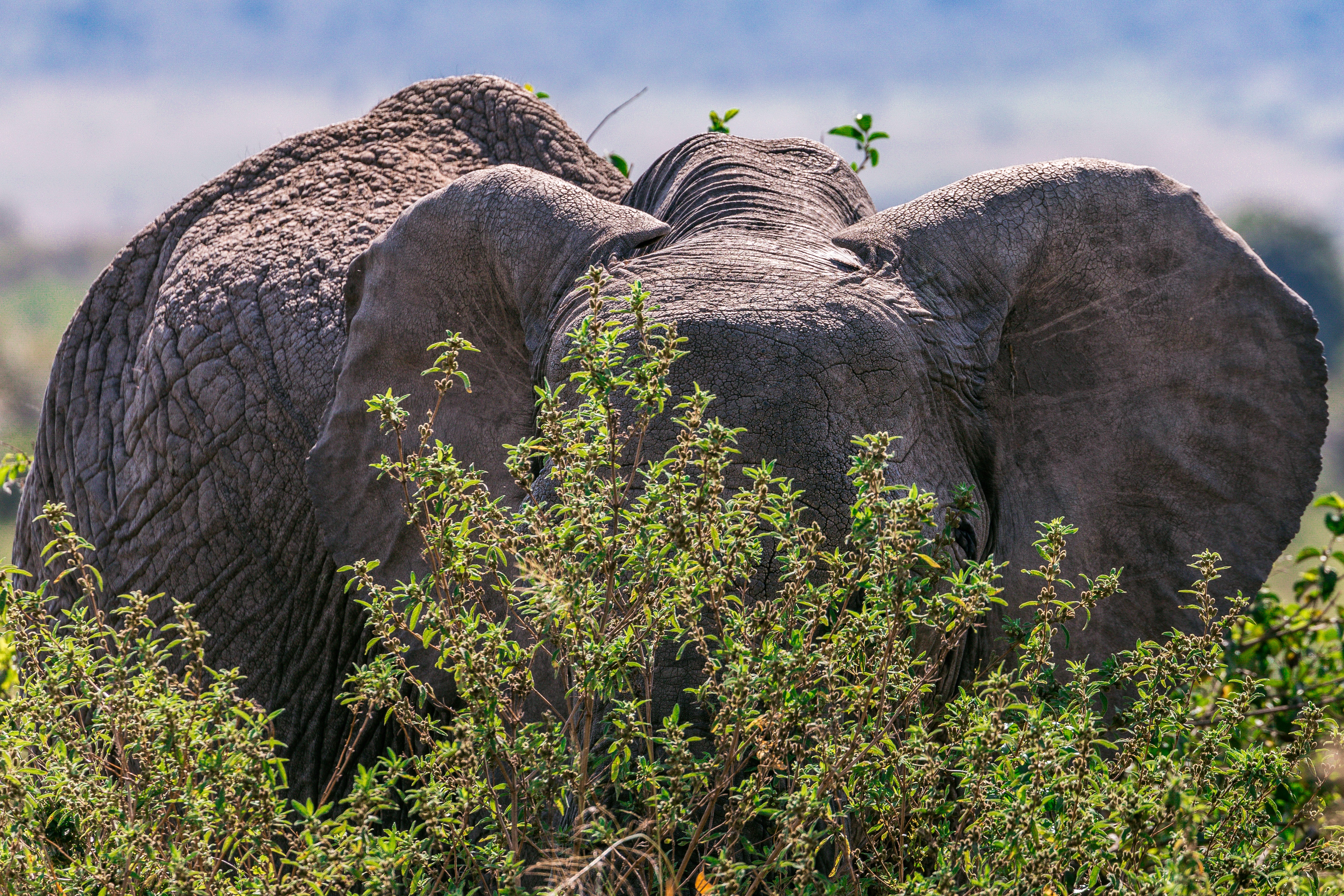 Image number 2 for 6 Days Serengeti Migration