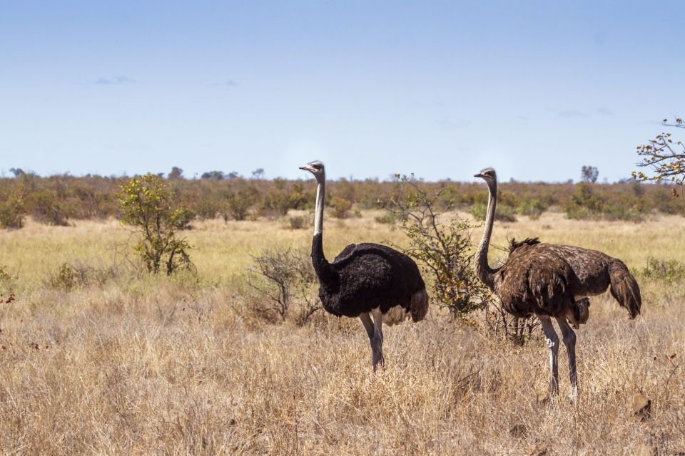 Image number 7 for Samburu And Buffalo Springs: A 3-day Wilderness.