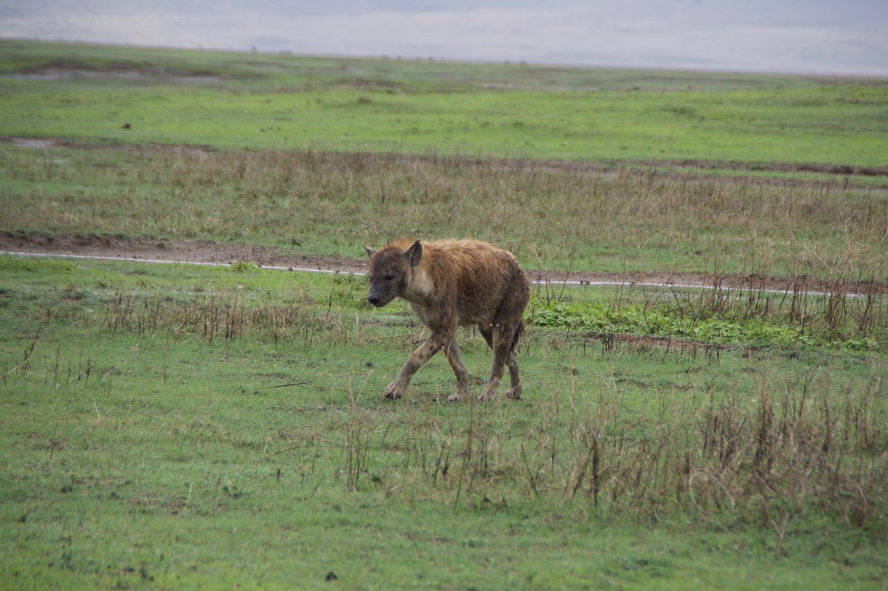 Image number 3 for 3 Days From Zanzibar - Serengeti And Ngorongoro